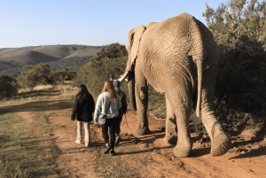 Oost-Londen: Addo en Schotia Safari 2-Daagse Tour
