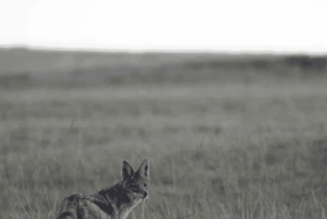 Oost-Londen: Addo en Schotia Safari 2-Daagse Tour