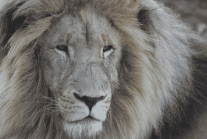 Oost-Londen: Addo en Schotia Safari 2-Daagse Tour