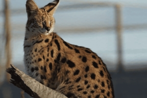 Oost-Londen: Addo en Schotia Safari 2-Daagse Tour