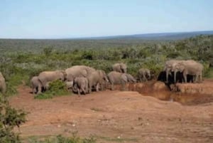 East London: Addo Elephant Park 2-Day Photo Safari