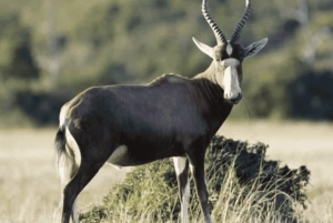 Восточный Лондон: Двухдневное фотосафари в парке слонов Аддо
