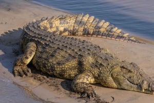 Desde Ciudad del Cabo: tour de 10 días a Johannesburgo por la Ruta Jardín.