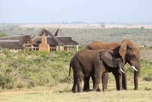 Fra Cape Town: 2-dagers safari på Garden Route Game Lodge