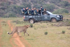 Fra Cape Town: 2-dagers safari på Garden Route Game Lodge
