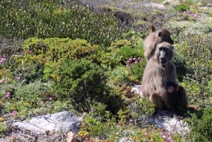 From Cape Town: Cape Point & Boulders Beach Full-Day Tour
