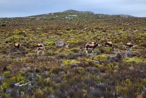 From Cape Town: Cape Point & Boulders Beach Full-Day Tour