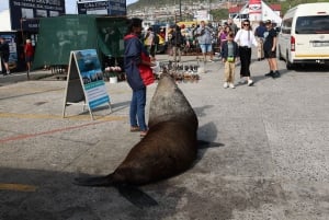 From Cape Town: Cape Point & Boulders Beach Full-Day Tour