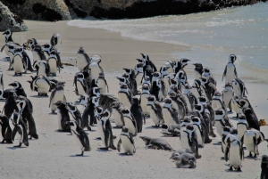 From Cape Town: Cape Point & Boulders Beach Full-Day Tour