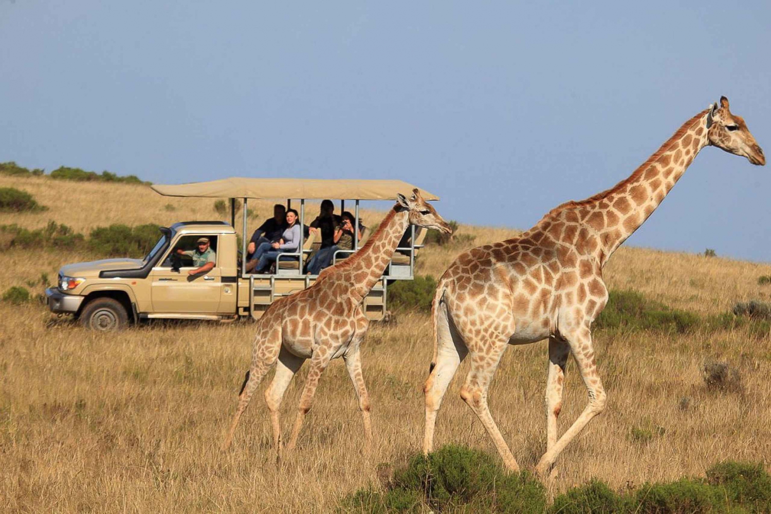 From Cape Town 3 Day Garden Route Highlights And 4x4 Safari Eastern Cape From Cape Town 3 Day Garden Route Highlights And 4x4 Safari Eastern Cape