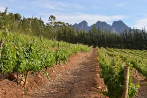 Från Kapstaden: Winelands dagsutflykt och vinprovning