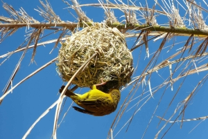 Из Кейптауна: 12-дневный тур в Йоханнесбург с проживанием