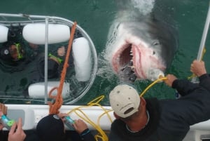 From Hermanus: Cruise with Shark Cage Dive and Lunch