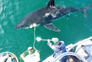 Desde Hermanus: Crucero con Inmersión en Jaula de Tiburones y Almuerzo