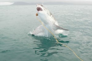 Desde Hermanus: Crucero con Inmersión en Jaula de Tiburones y Almuerzo