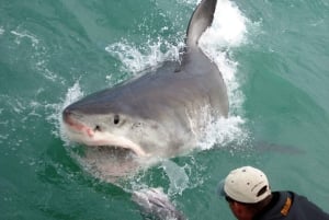 Desde Hermanus: Crucero con Inmersión en Jaula de Tiburones y Almuerzo