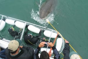 Desde Hermanus: Crucero con Inmersión en Jaula de Tiburones y Almuerzo
