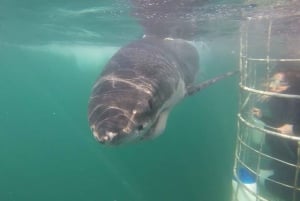 Desde Hermanus: Crucero con Inmersión en Jaula de Tiburones y Almuerzo