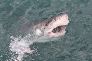Desde Hermanus: Crucero con Inmersión en Jaula de Tiburones y Almuerzo