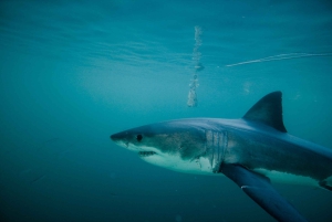 From Hermanus or Cape Town: Shark Cage Diving Experience
