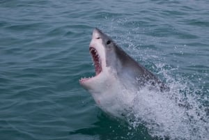 From Hermanus or Cape Town: Shark Cage Diving Experience