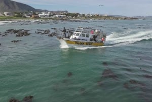 From Hermanus or Cape Town: Shark Cage Diving Experience