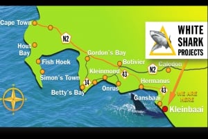 From Hermanus or Cape Town: Shark Cage Diving Experience