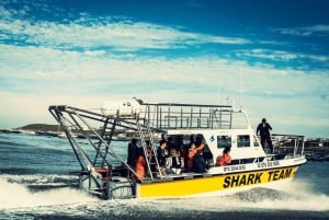 From Hermanus or Cape Town: Shark Cage Diving Experience