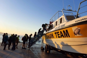 From Hermanus or Cape Town: Shark Cage Diving Experience