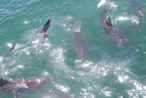 From Hermanus or Cape Town: Shark Cage Diving Experience