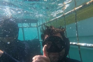 From Hermanus or Cape Town: Shark Cage Diving Experience