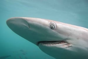 From Hermanus or Cape Town: Shark Cage Diving Experience