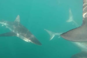 From Hermanus or Cape Town: Shark Cage Diving Experience