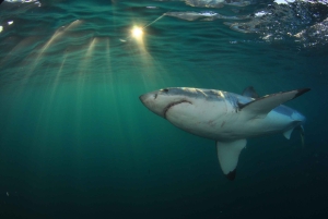 From Hermanus or Cape Town: Shark Cage Diving Experience