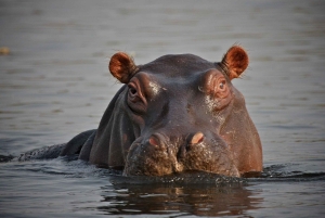 Desde Johannesburgo: Tour privado de 12 días a Ciudad del Cabo