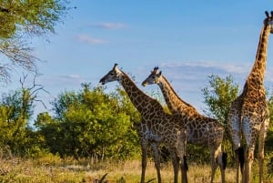 From Johannesburg: 15-Day Overland Tour to Cape Town