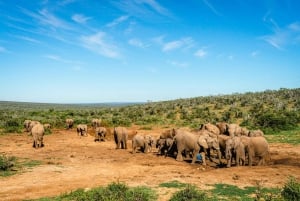 Från Port Elizabeth: Safari i nationalparken Addo Elephant