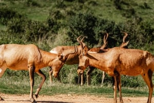 Vanuit Port Elizabeth: Safari in het Addo Olifantenpark