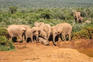 Från Port Elizabeth: Safari i nationalparken Addo Elephant