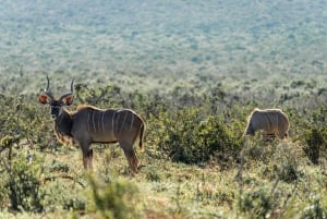 De Port Elizabeth: Safári no Parque Nacional Addo Elephant