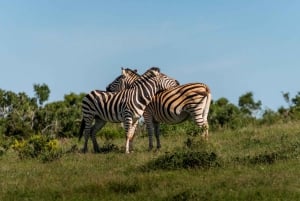 Vanuit Port Elizabeth: Safari in het Addo Olifantenpark