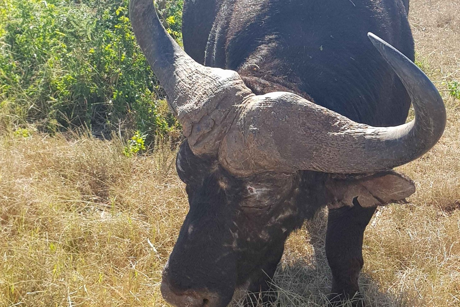 Kokopäiväsafari Addon ja Kragga Kamman riistansuojelualueelle