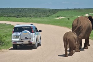 Full-Day Addo Elephant National Park All Inclusive Safari