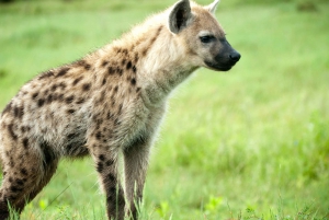 Full-Day Addo Elephant National Park All Inclusive Safari