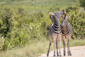 Full-Day Addo Elephant National Park All Inclusive Safari