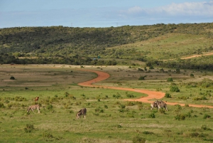 Full-Day Addo Elephant National Park All Inclusive Safari