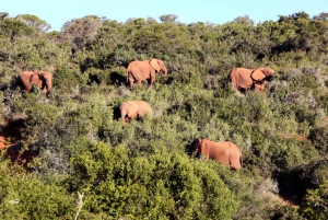 Full-Day Addo Elephant National Park All Inclusive Safari