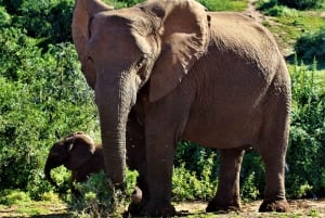 Full Day Addo Elephant National Park Safari