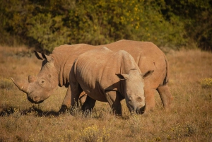 Park Addo i rezerwat gier Schotia na cały dzień