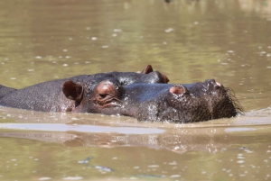 Park Addo i rezerwat gier Schotia na cały dzień